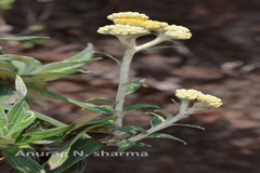 Gnaphalium luteoalbum